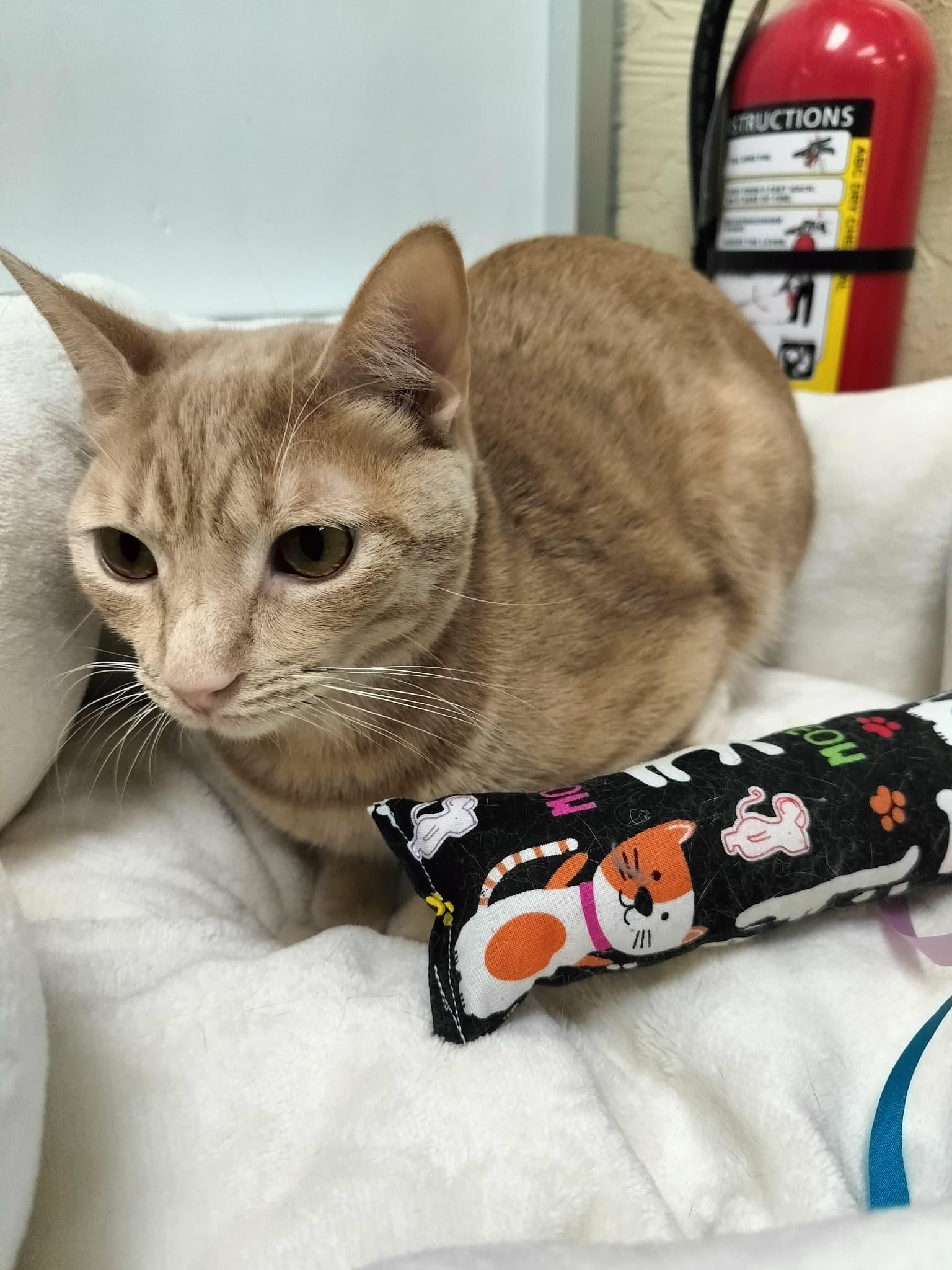 Muffin — thumbnail 5