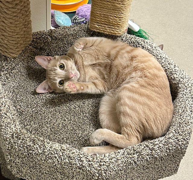 Enlarge Muffin, a Adoptable Domestic Short Hair in Parlier, CA image 5/6