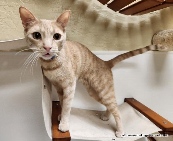 Enlarge Muffin, a Adoptable Domestic Short Hair in Parlier, CA image 6/6