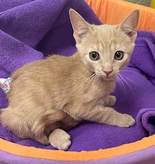 Muffin — thumbnail 6