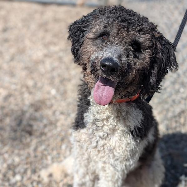 Enlarge Nelson, a Adoptable mixed breed in West Olive, MI image 2/6