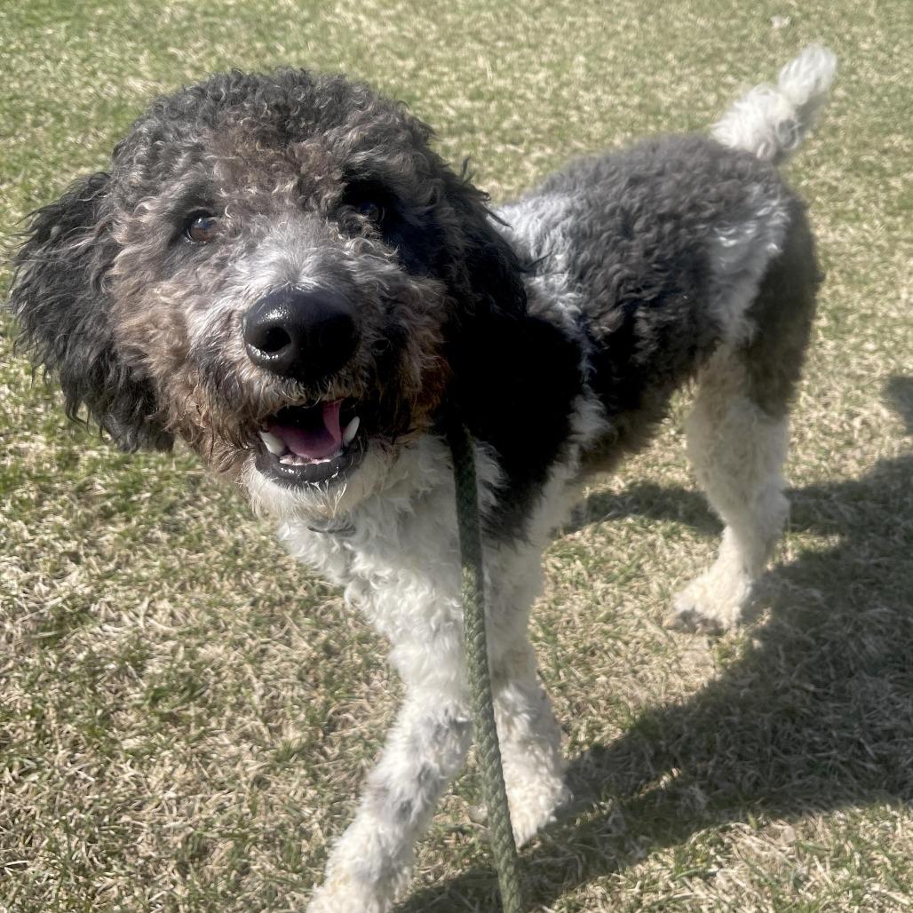 Enlarge Nelson, a Adoptable mixed breed in West Olive, MI image 3/6