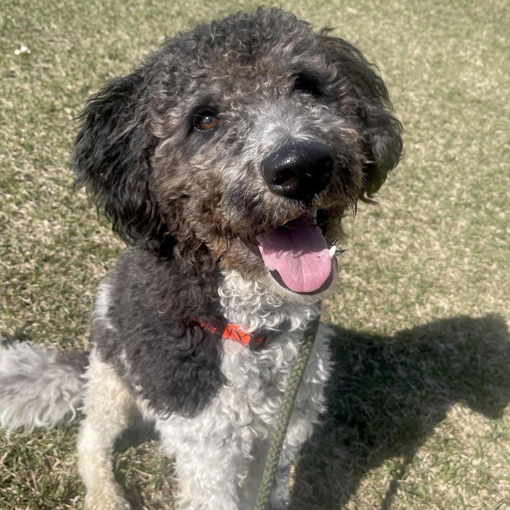 Enlarge Nelson, a Adoptable mixed breed in West Olive, MI image 4/6