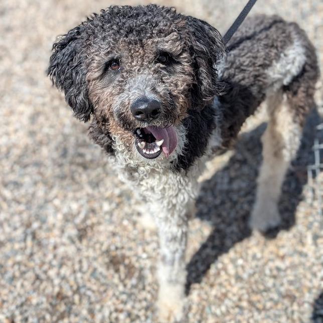 Enlarge Nelson, a Adoptable mixed breed in West Olive, MI image 5/6