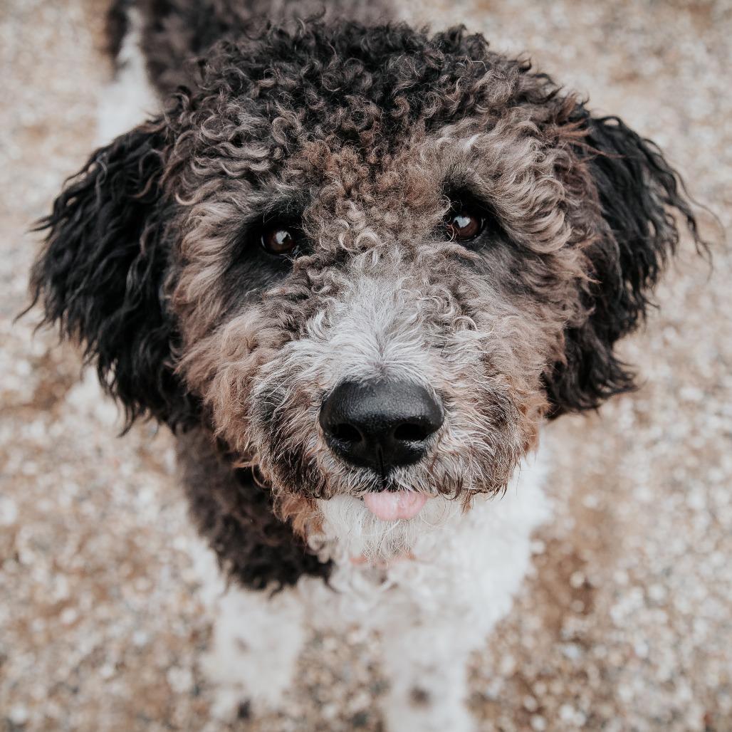 Enlarge Nelson, a Adoptable mixed breed in West Olive, MI image 6/6