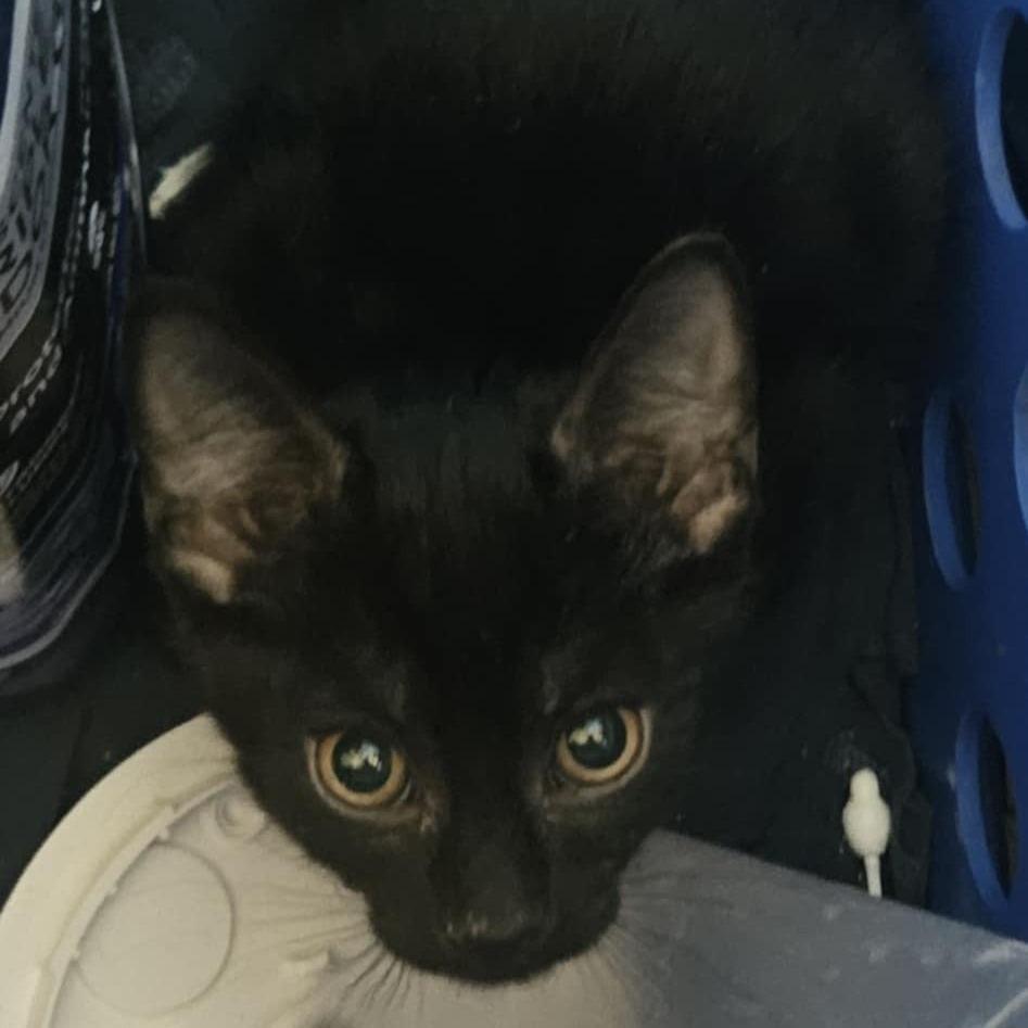 Nick Void, Adoptable, Young Male Domestic Short Hair.