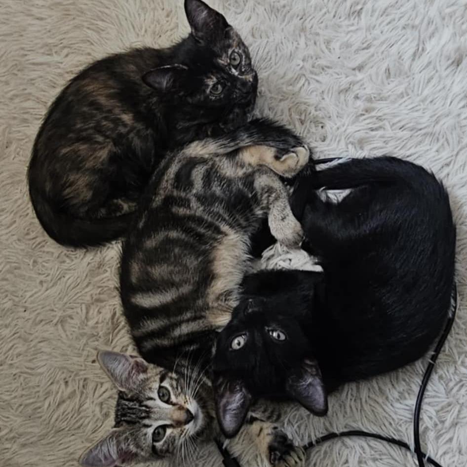 Enlarge Nick Void, a Adoptable Domestic Short Hair in callao, VA image 2/2