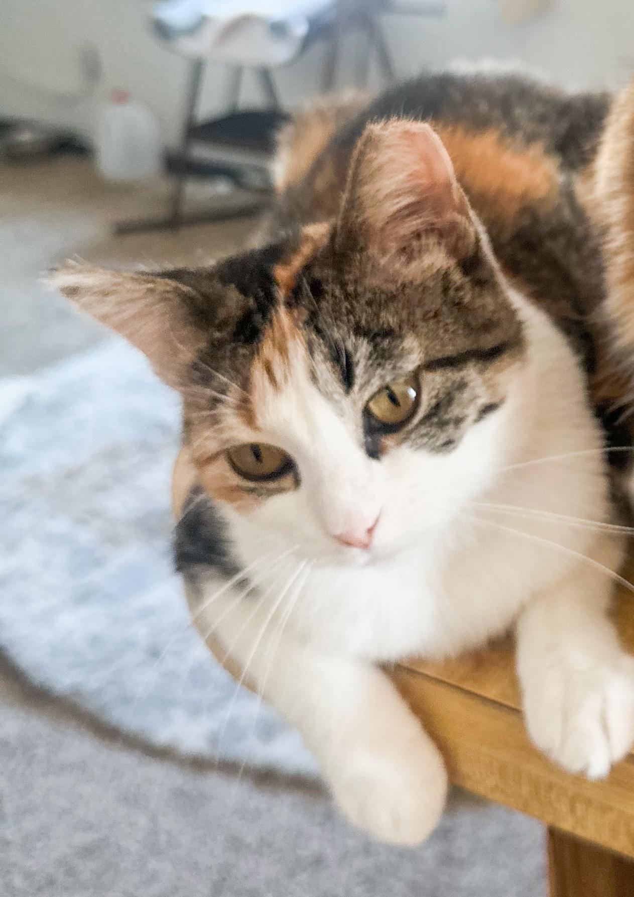 Honey, an adoptable Domestic Short Hair in Price, UT, 84501 | Photo Image 1