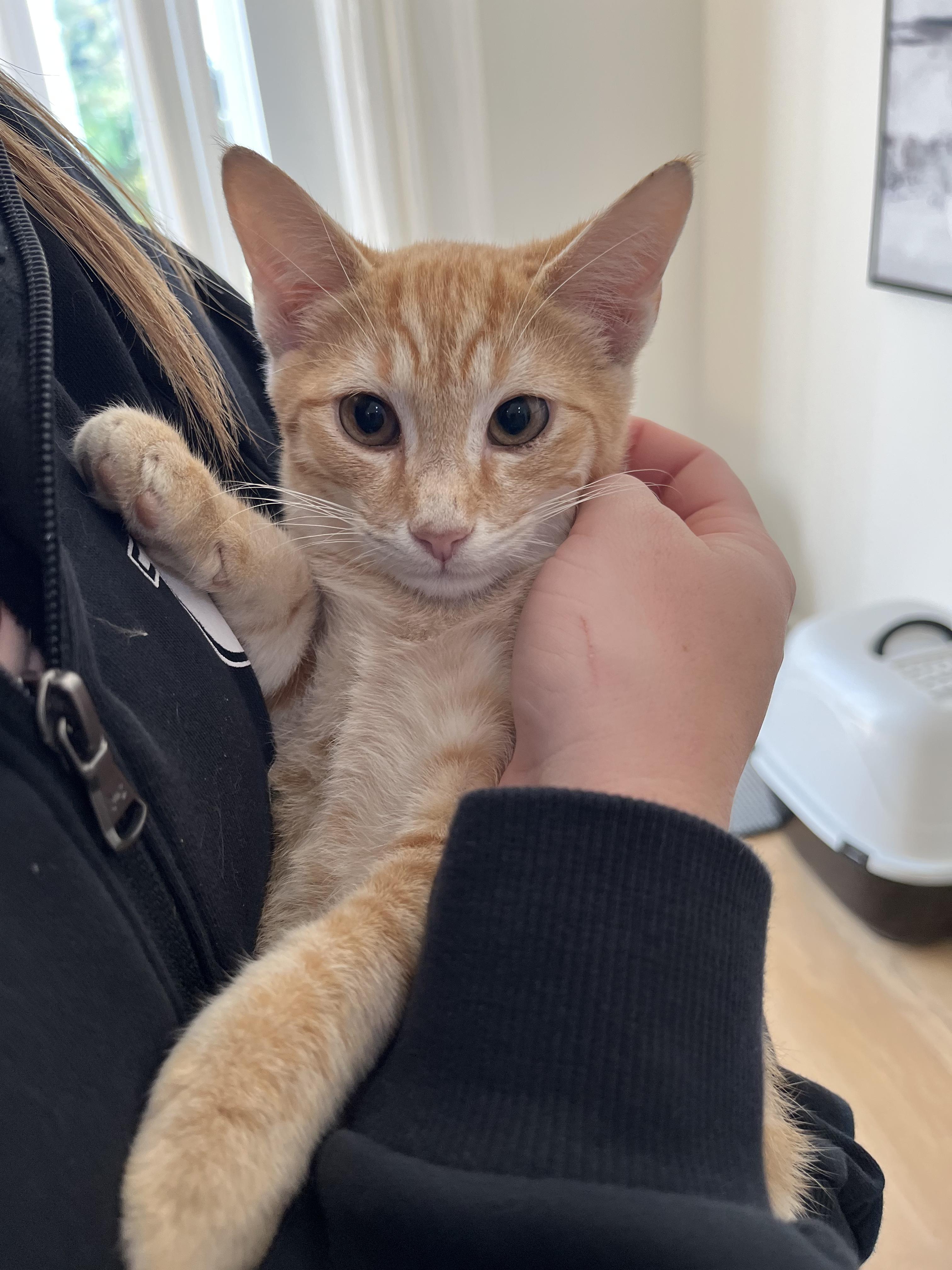 Nacho, Adoptable, Kitten Male Domestic Short Hair.