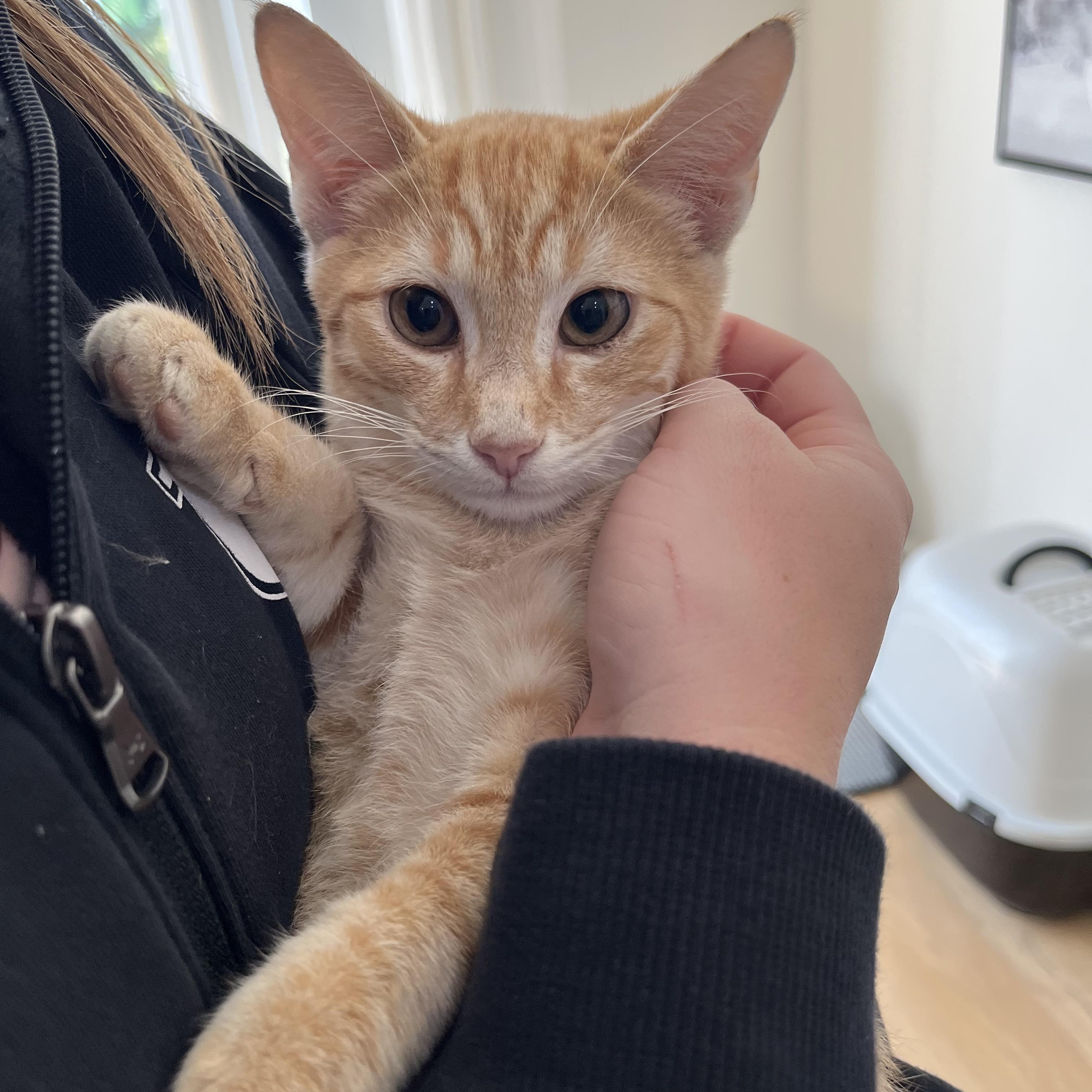 Enlarge Nacho, a Adoptable mixed breed in Atlanta, GA image 1/2