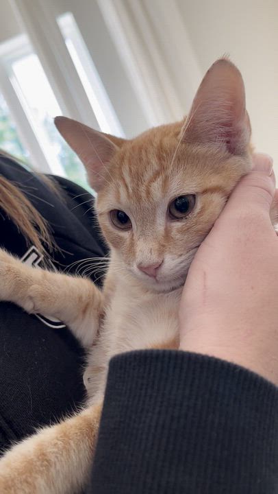 Enlarge Nacho, a Adoptable mixed breed in Gaffney, SC video 2/2