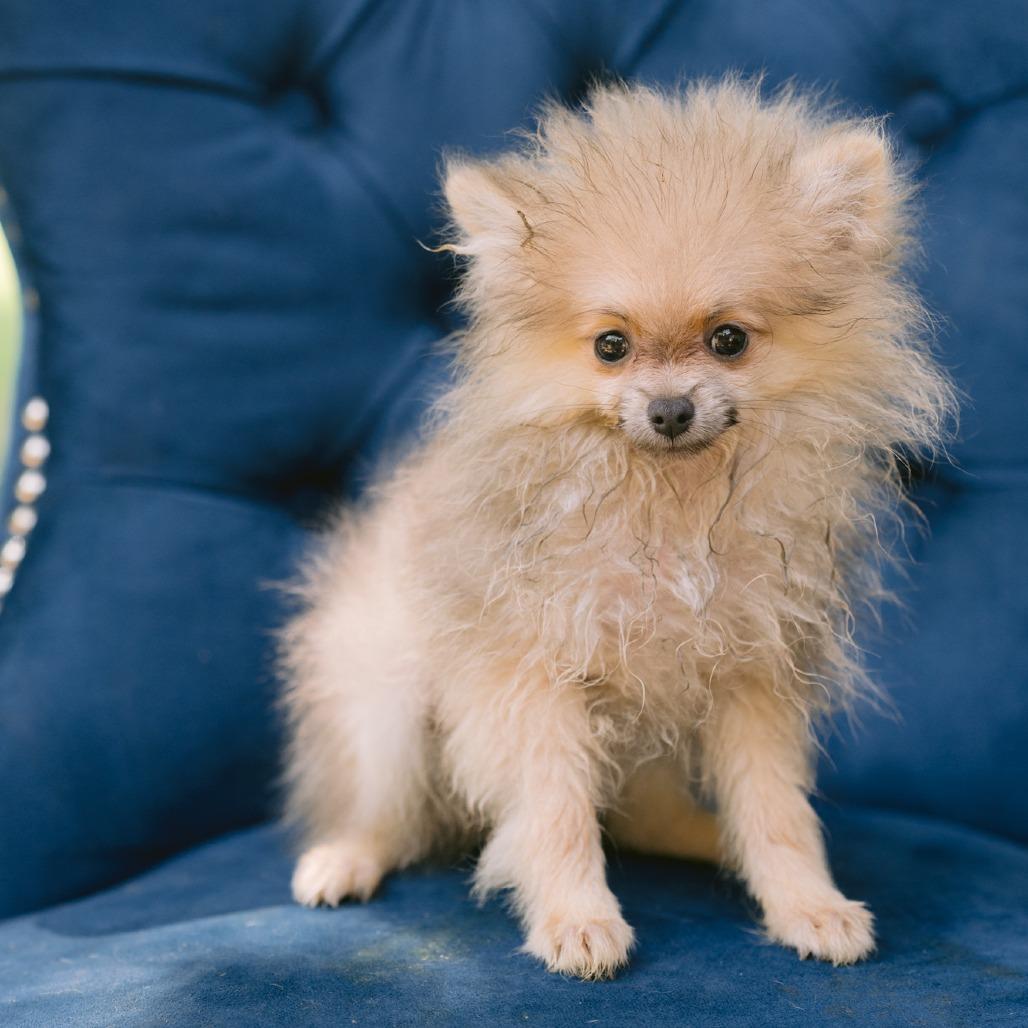 Enlarge Nickel, a ADOPTABLE Pomeranian in Zionsville, IN image 1/1