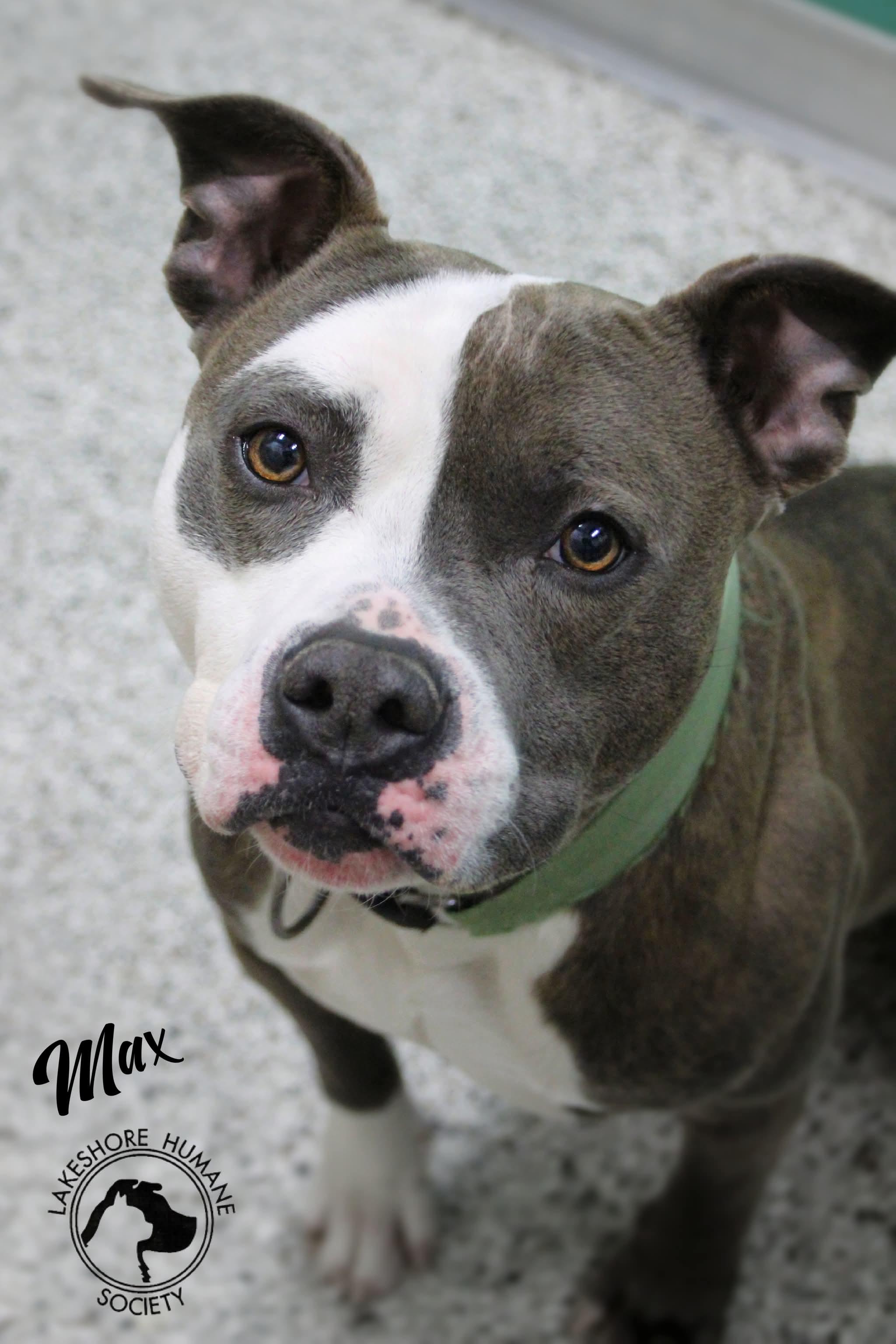 Enlarge Max, a ADOPTABLE mixed breed in Dunkirk, NY image 1/4