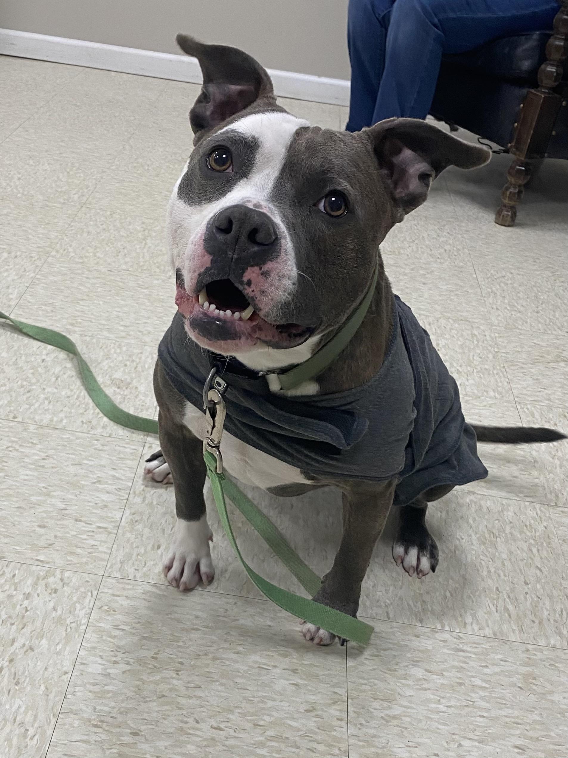 Max, a ADOPTABLE mixed breed in Dunkirk, NY image 1/3