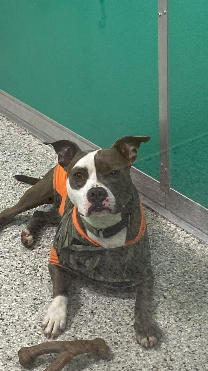 Max, a ADOPTABLE mixed breed in Dunkirk, NY image 3/3