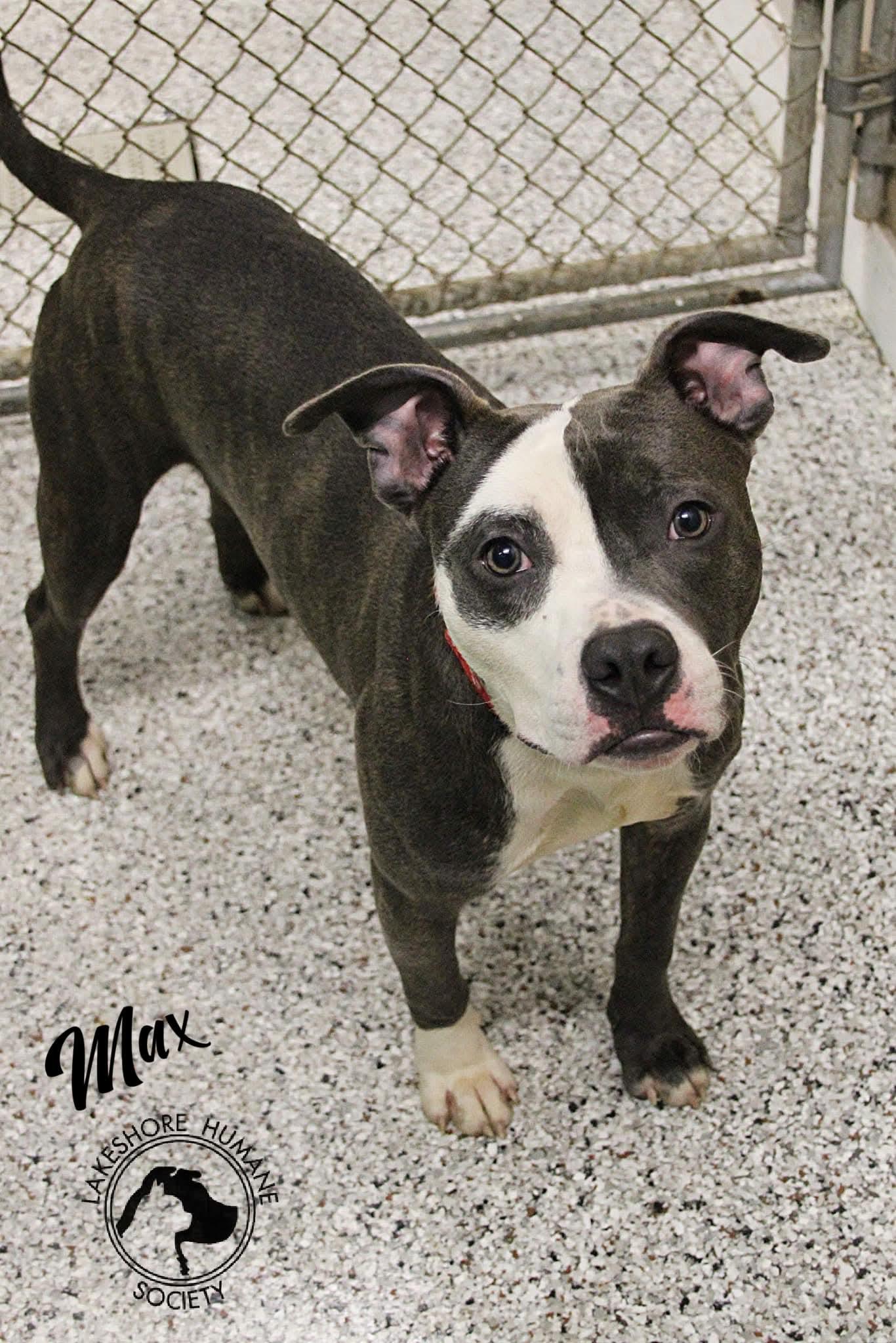 Max, a ADOPTABLE mixed breed in Dunkirk, NY image 2/3