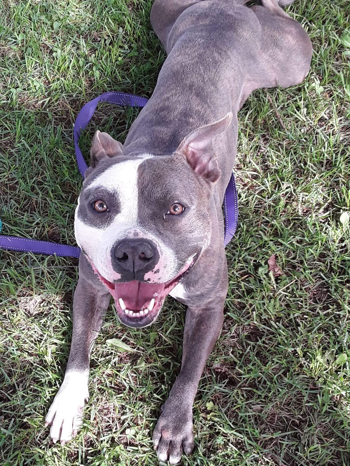 Enlarge Max, a ADOPTABLE mixed breed in Dunkirk, NY image 2/4