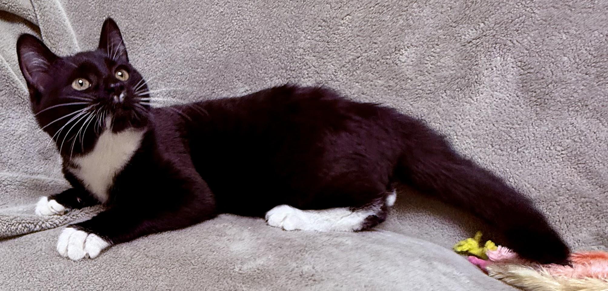 Marvel, ADOPTABLE, Young Male Domestic Short Hair.