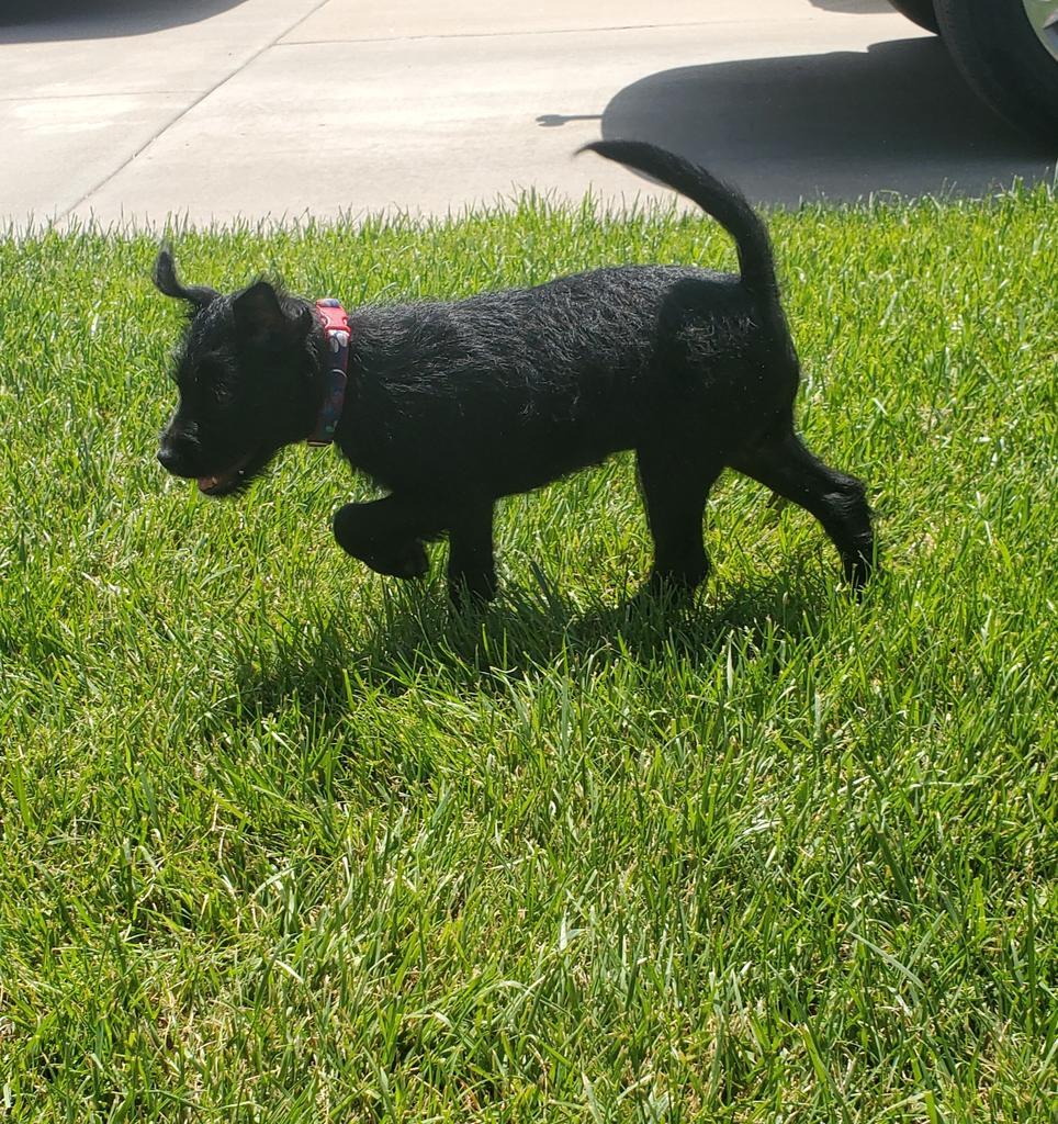 Sonic, Adoptable, Puppy Male Schnauzer.