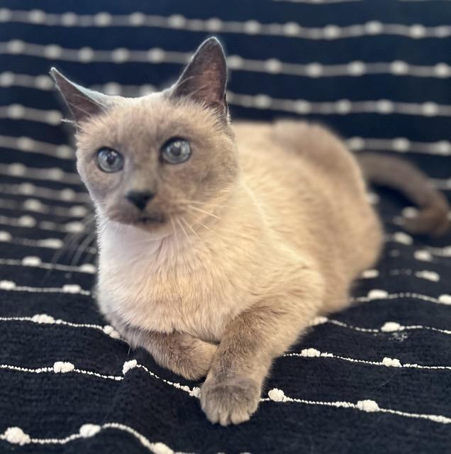 Nala, Adopted, Adult Female Siamese & Domestic Short Hair.
