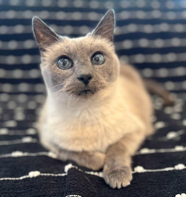 Enlarge Nala, a Adopted mixed breed in Nashville, TN image 3/3