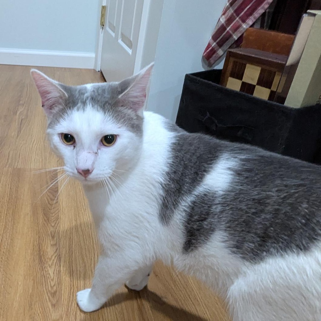 Tomy, ADOPTABLE, Young Male Domestic Short Hair.