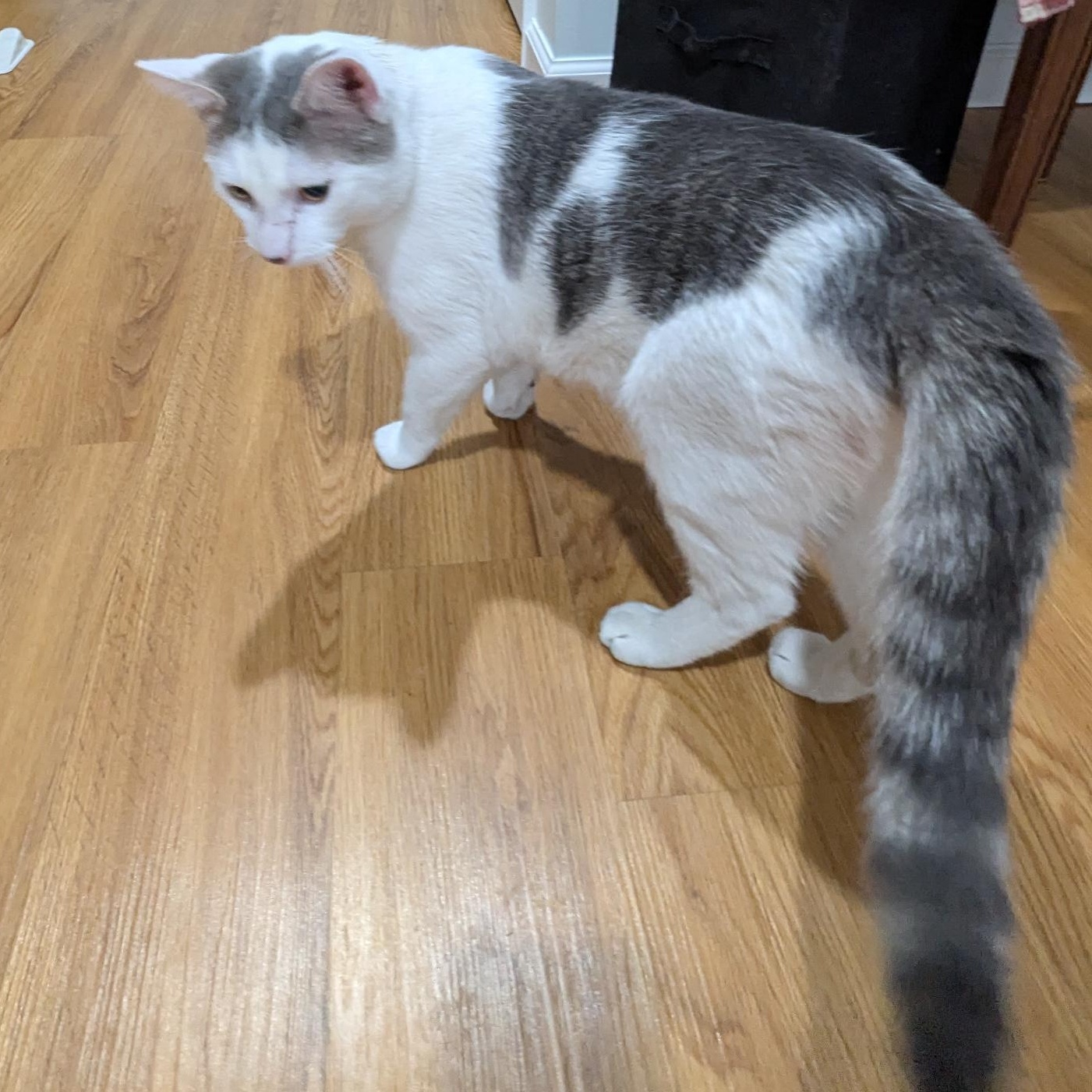 Tomy, an adopted Domestic Short Hair in Annapolis, MD image 4/5