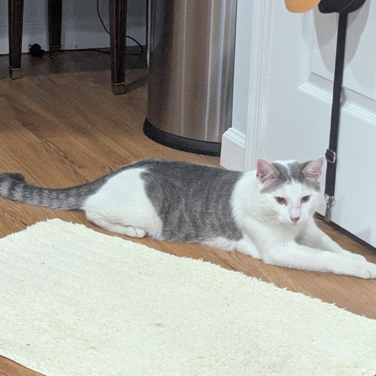 Tomy, an adopted Domestic Short Hair in Annapolis, MD image 5/5