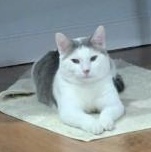 Tomy, an adopted Domestic Short Hair in Annapolis, MD image 1/5