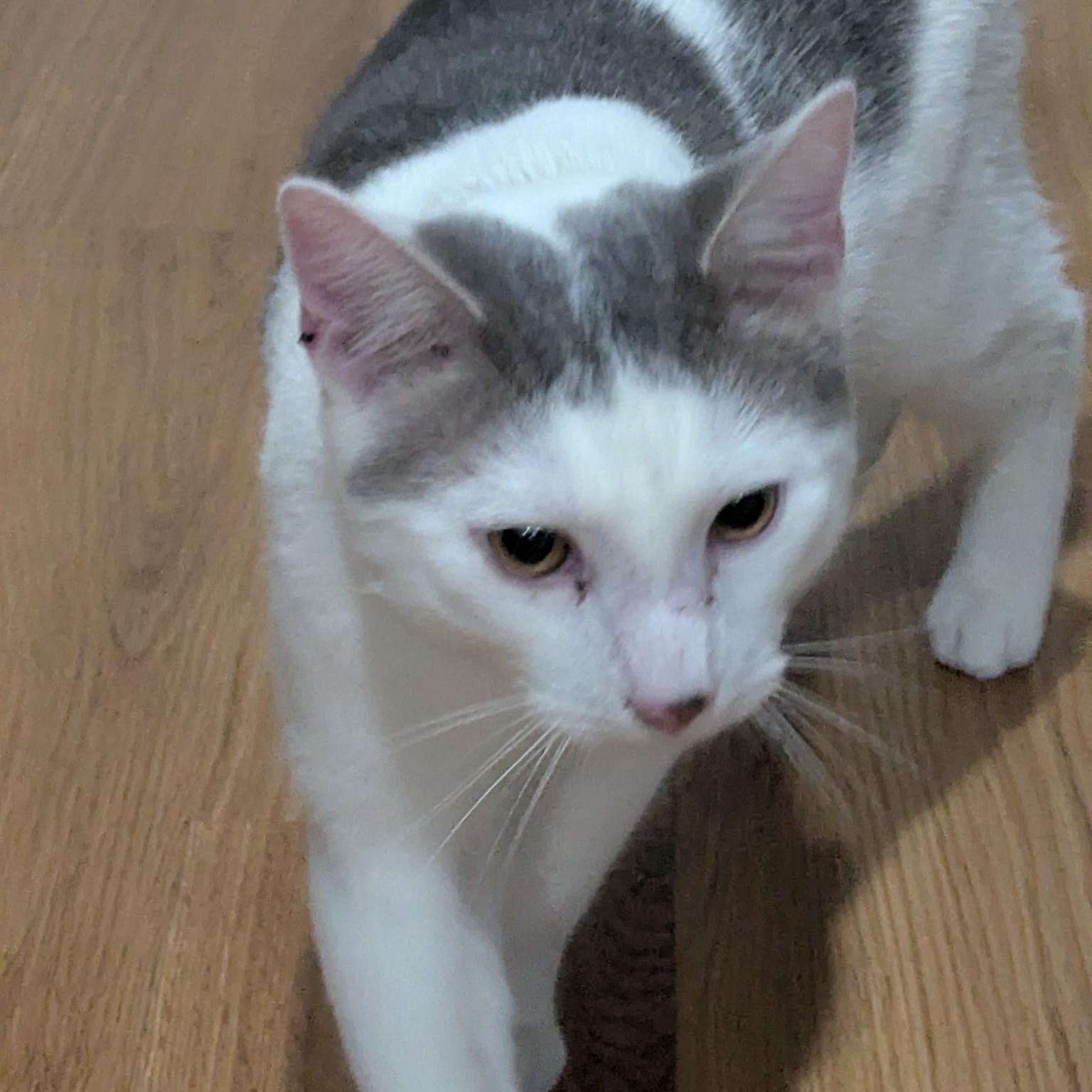 Tomy, an adopted Domestic Short Hair in Annapolis, MD image 3/5