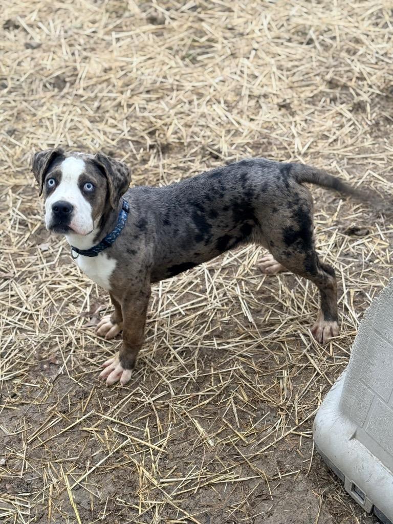Enlarge Zingo, a Adoptable mixed breed in North Vernon, IN image 1/2