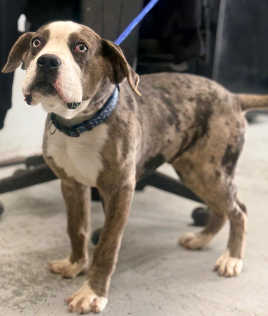 Enlarge Zingo, a Adoptable mixed breed in North Vernon, IN image 2/2