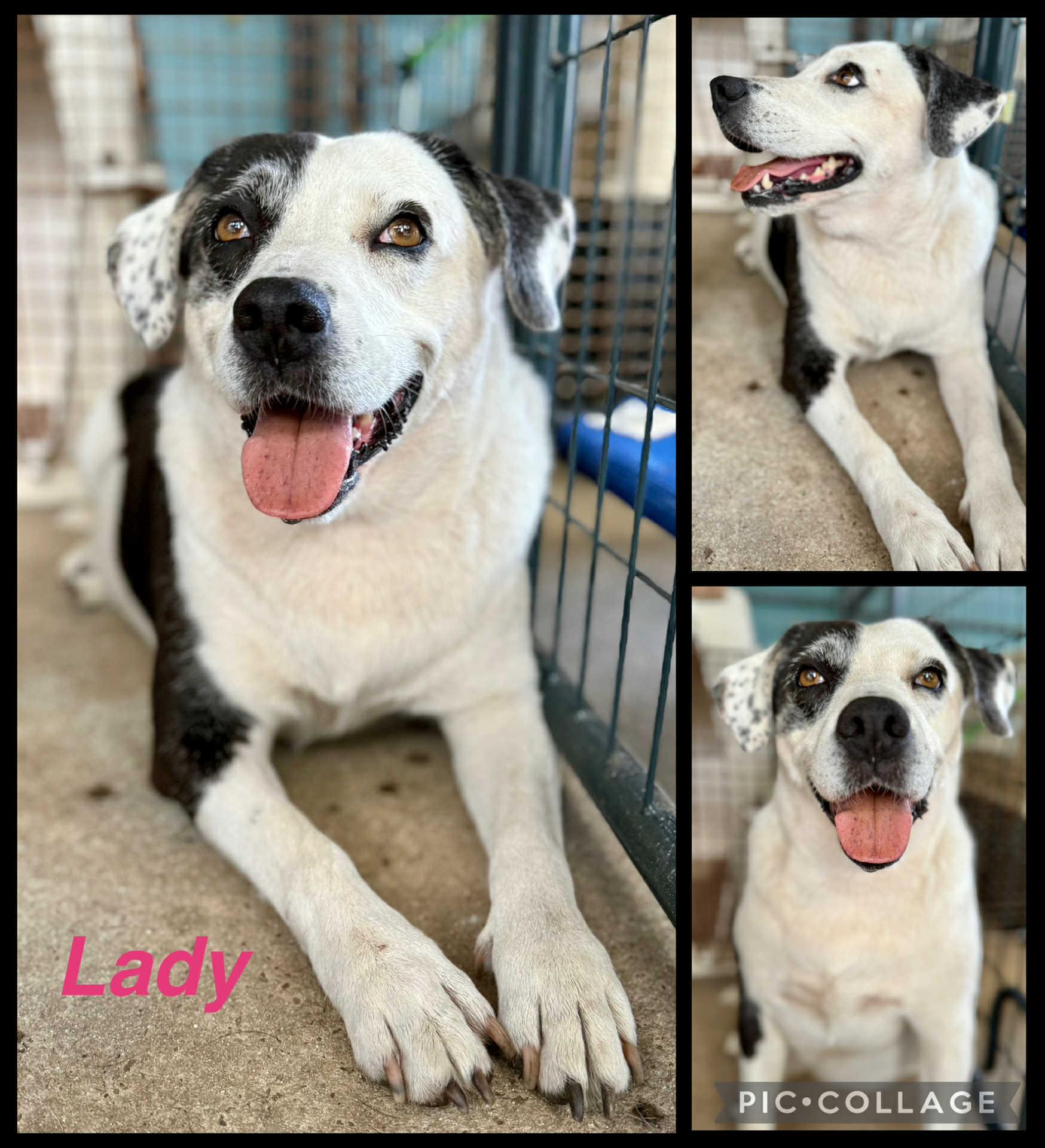 Enlarge Lady, a Adoptable Labrador Retriever in Opp, AL image 2/2