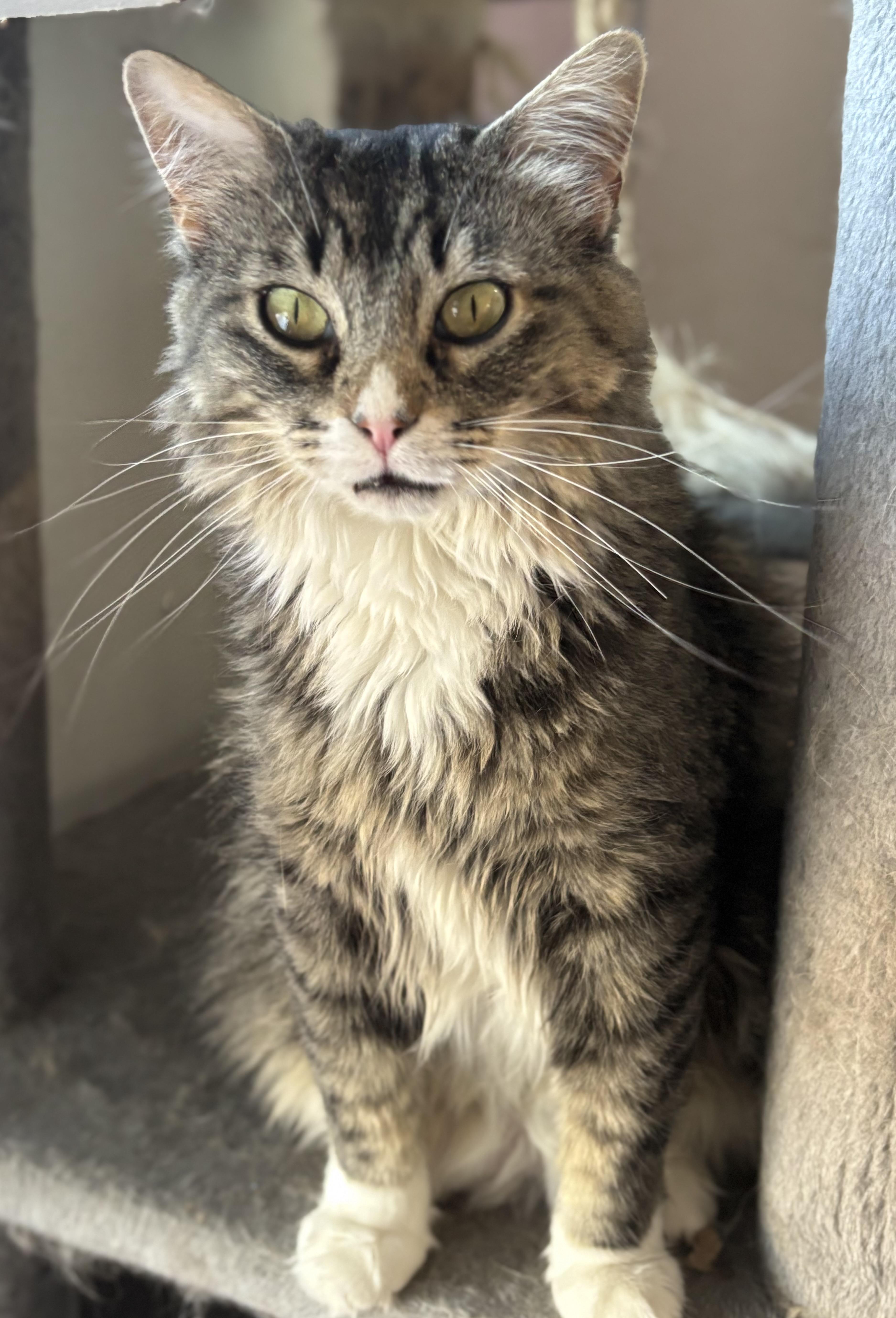 Spicy Kitty, Adoptable, Adult Female Domestic Long Hair & Tabby.
