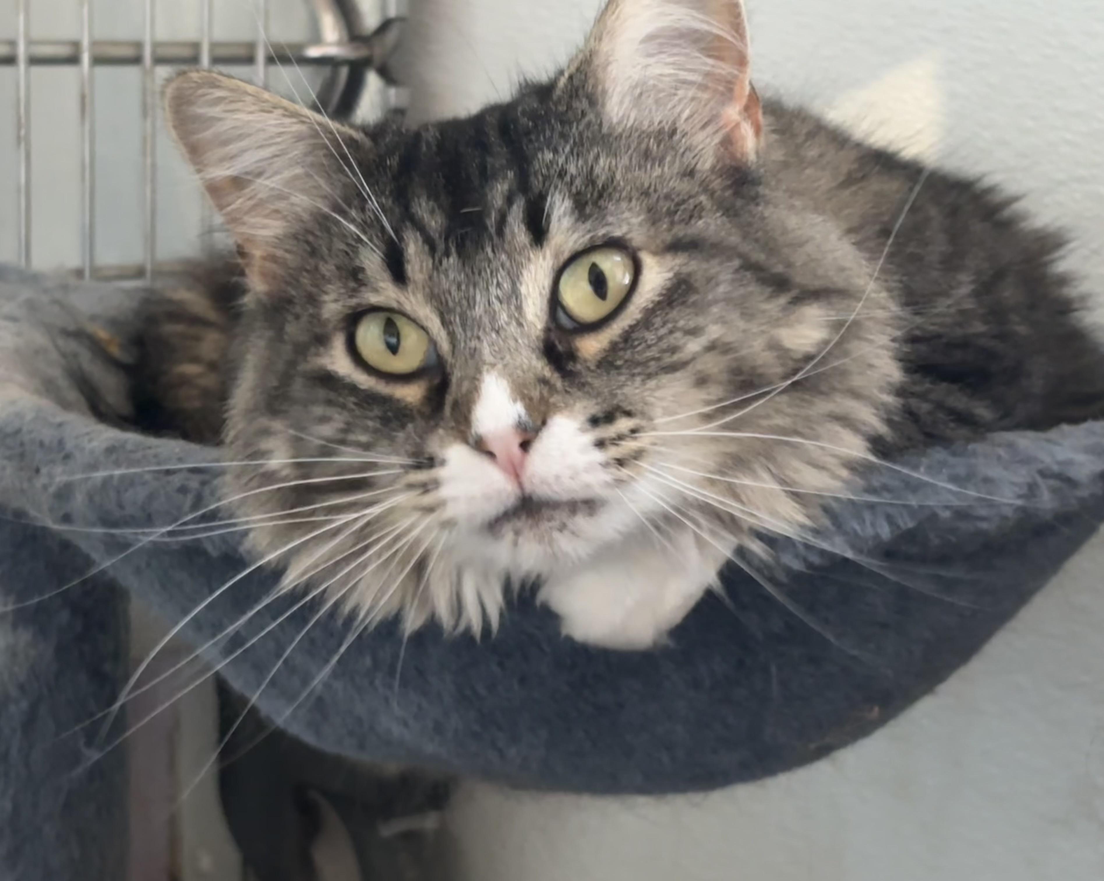 Spicy Kitty, a Adoptable mixed breed in Shenandoah, IA image 2/3