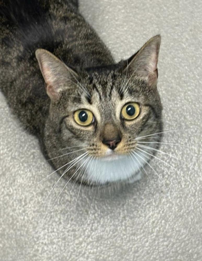 True, a Adoptable Domestic Short Hair in Silver Spring, MD image 2/5