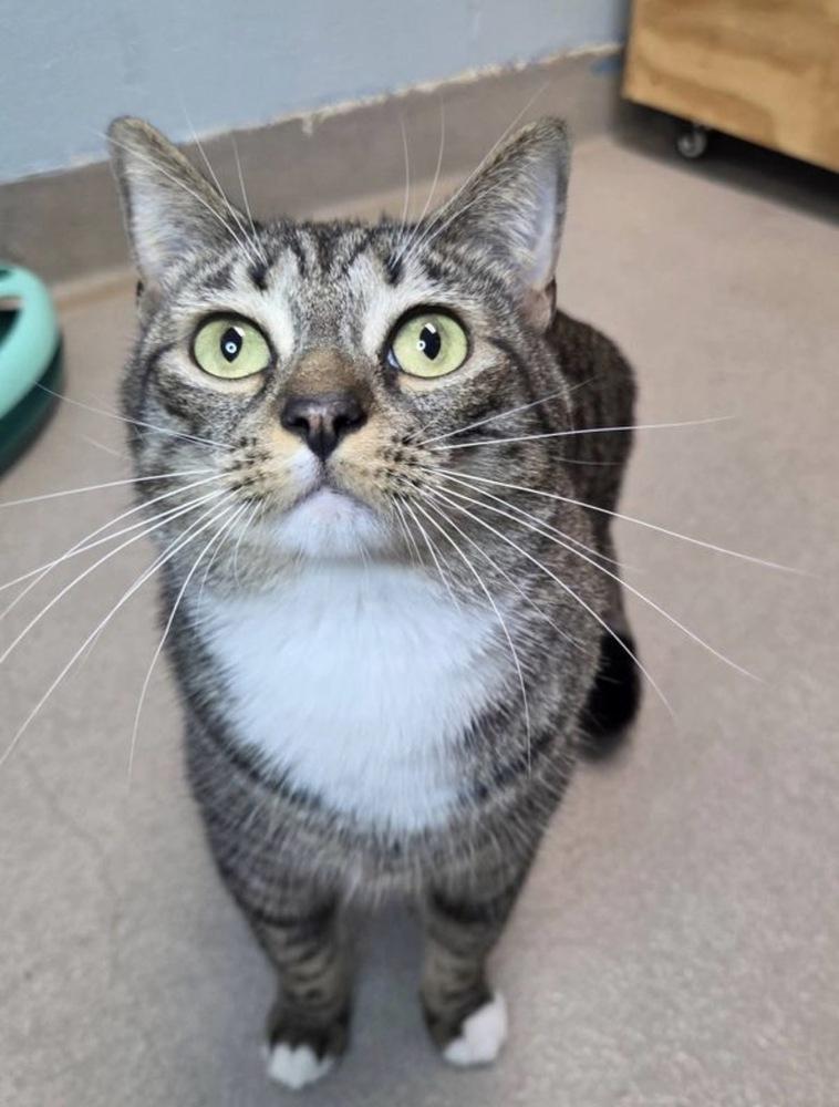 True, a Adoptable Domestic Short Hair in Silver Spring, MD image 3/5