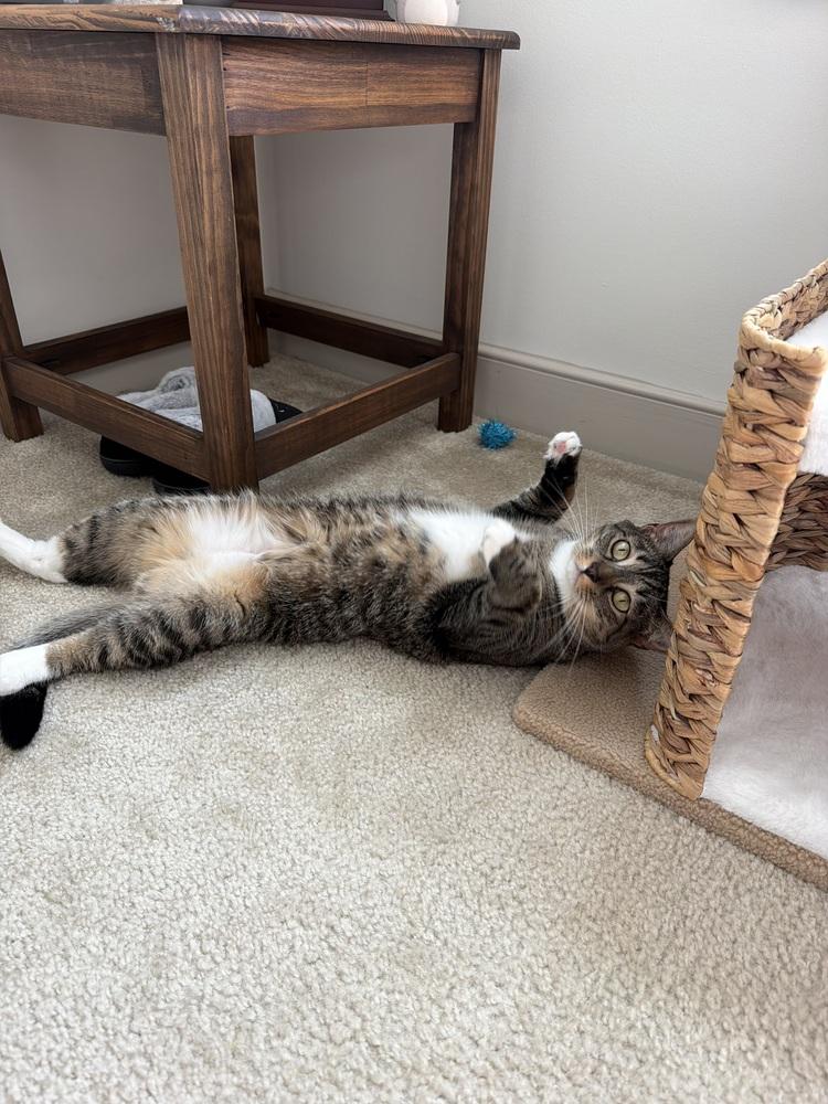 True, a Adoptable Domestic Short Hair in Silver Spring, MD image 4/5