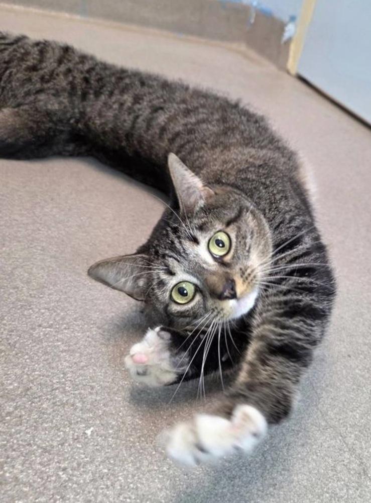 True, a Adoptable Domestic Short Hair in Silver Spring, MD image 5/5