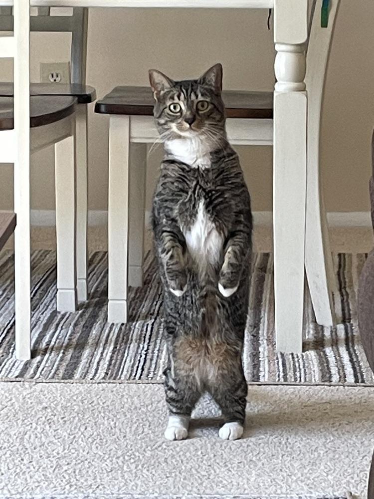 True, Adoptable, Adult Female Domestic Short Hair.