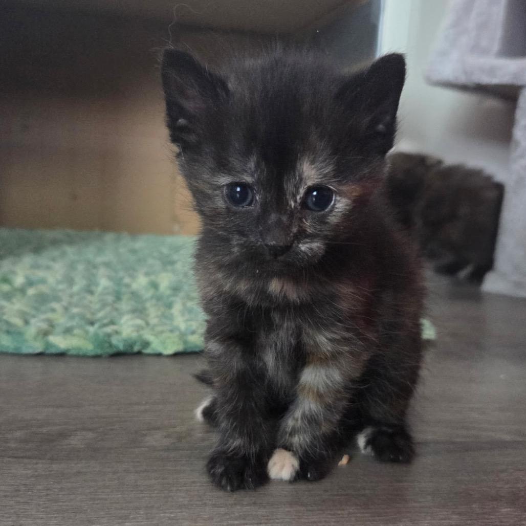 Enlarge Mochi, a Adoptable Domestic Short Hair in Calgary, AB image 1/2