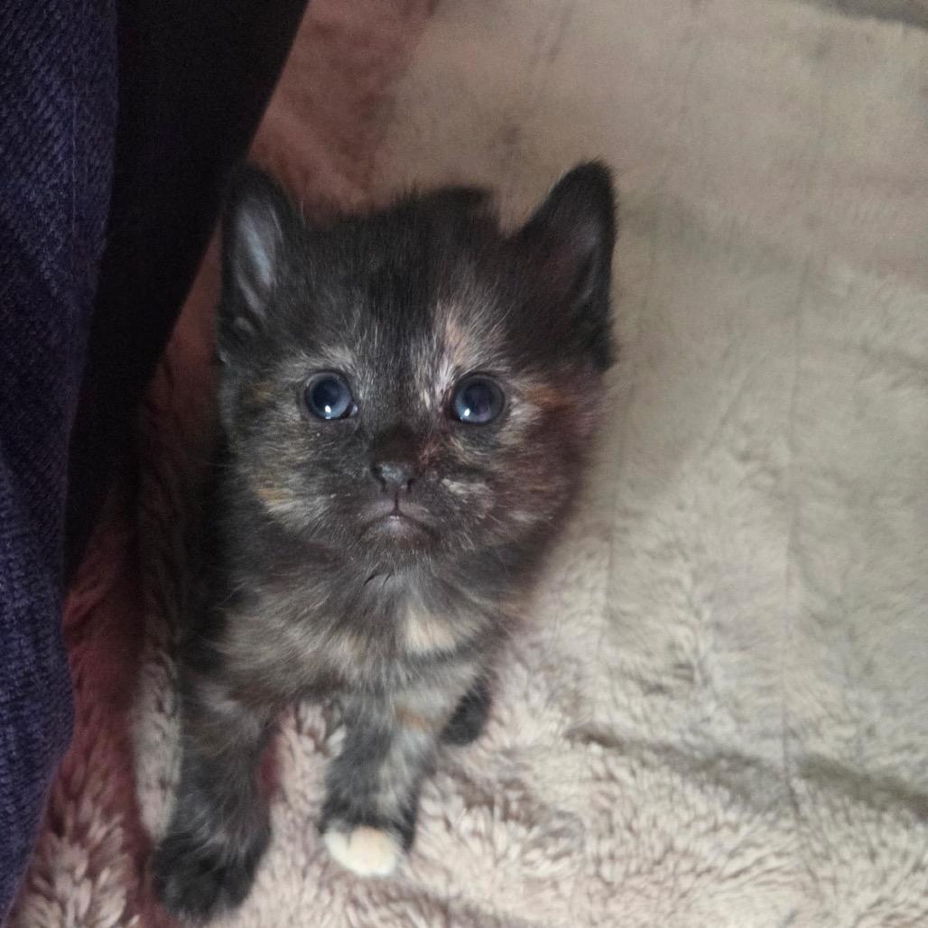 Enlarge Mochi, a Adoptable Domestic Short Hair in Calgary, AB image 2/2