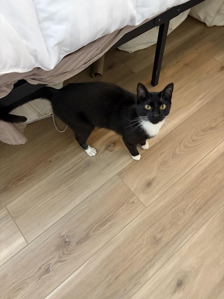 Sierra JB, Adoptable, Adult Female Domestic Short Hair.
