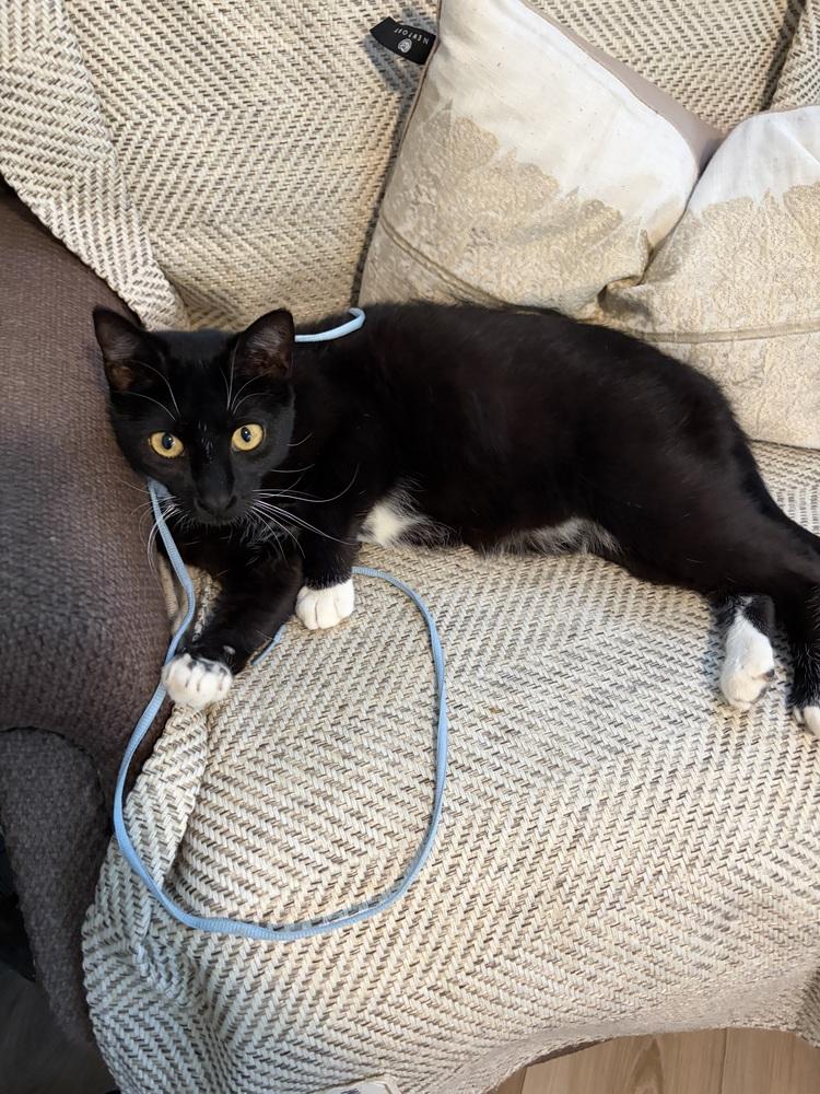 Enlarge Sierra JB, a Adoptable Domestic Short Hair in Greenville, SC image 2/3