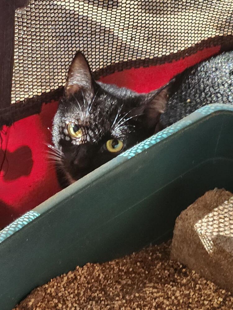 Enlarge Sierra JB, a Adoptable Domestic Short Hair in Greenville, SC image 3/3