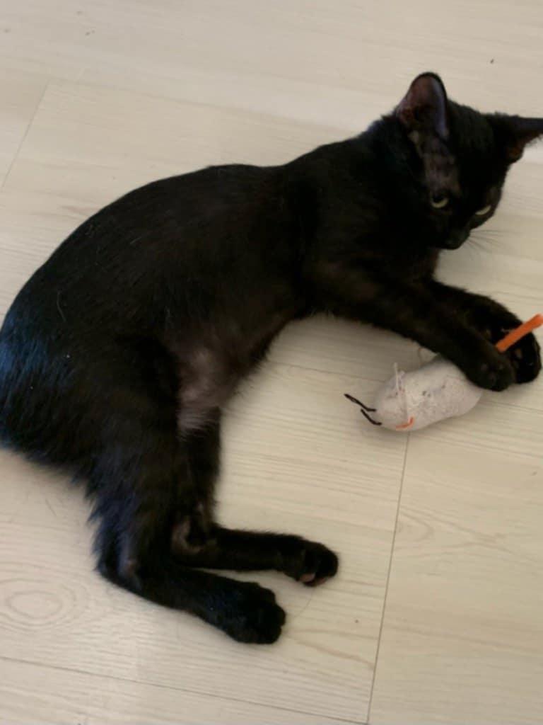 Enlarge Prosperity, a Adoptable Domestic Short Hair in Parlier, CA image 1/6