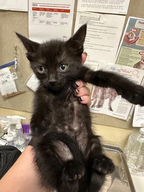 Enlarge Prosperity, a Adoptable Domestic Short Hair in Parlier, CA image 2/6