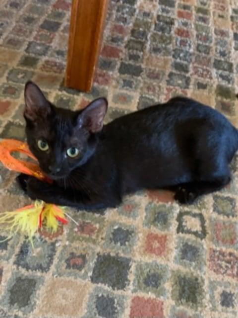 Enlarge Prosperity, a Adoptable Domestic Short Hair in Parlier, CA image 3/6