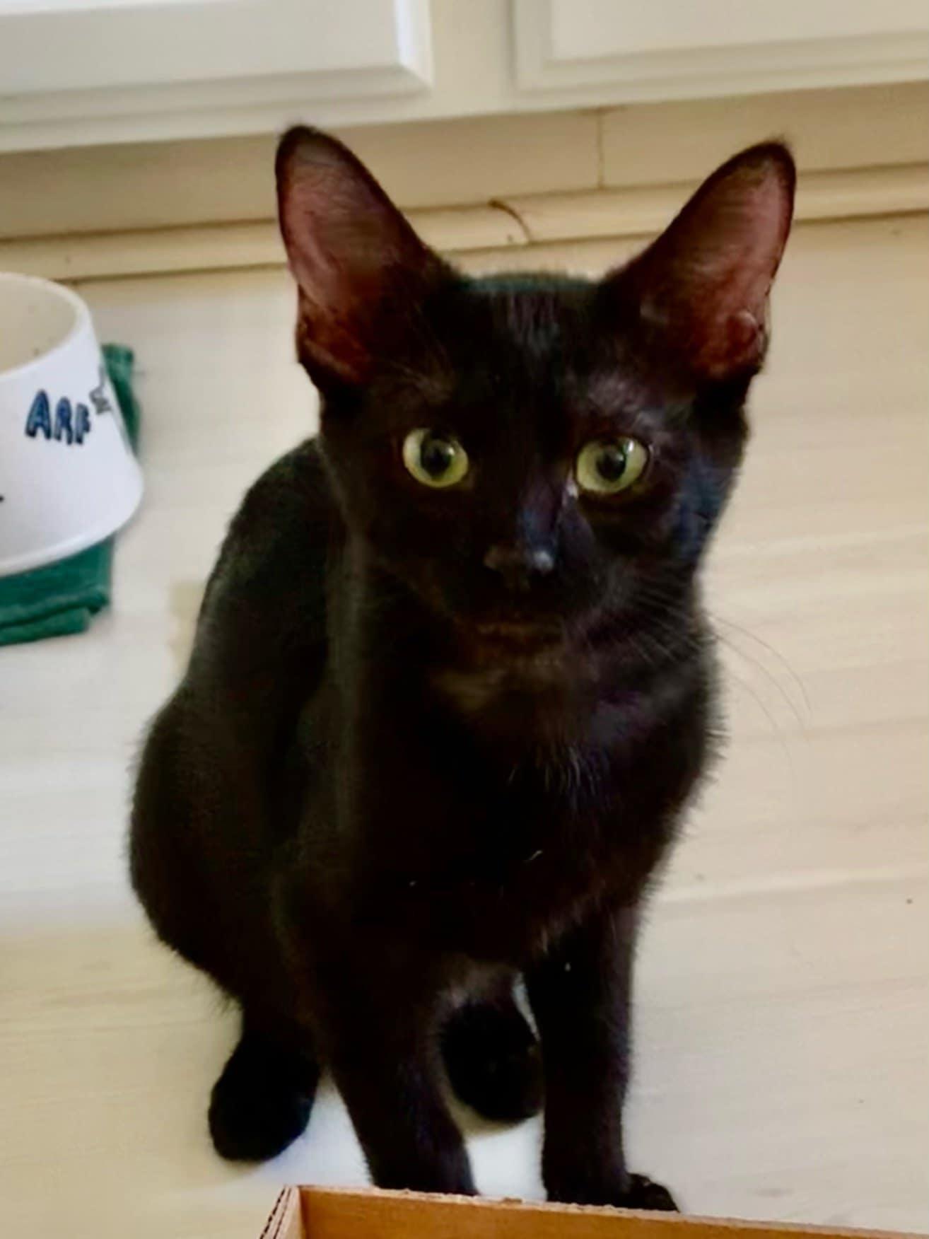 Enlarge Prosperity, a Adoptable Domestic Short Hair in Parlier, CA image 4/6