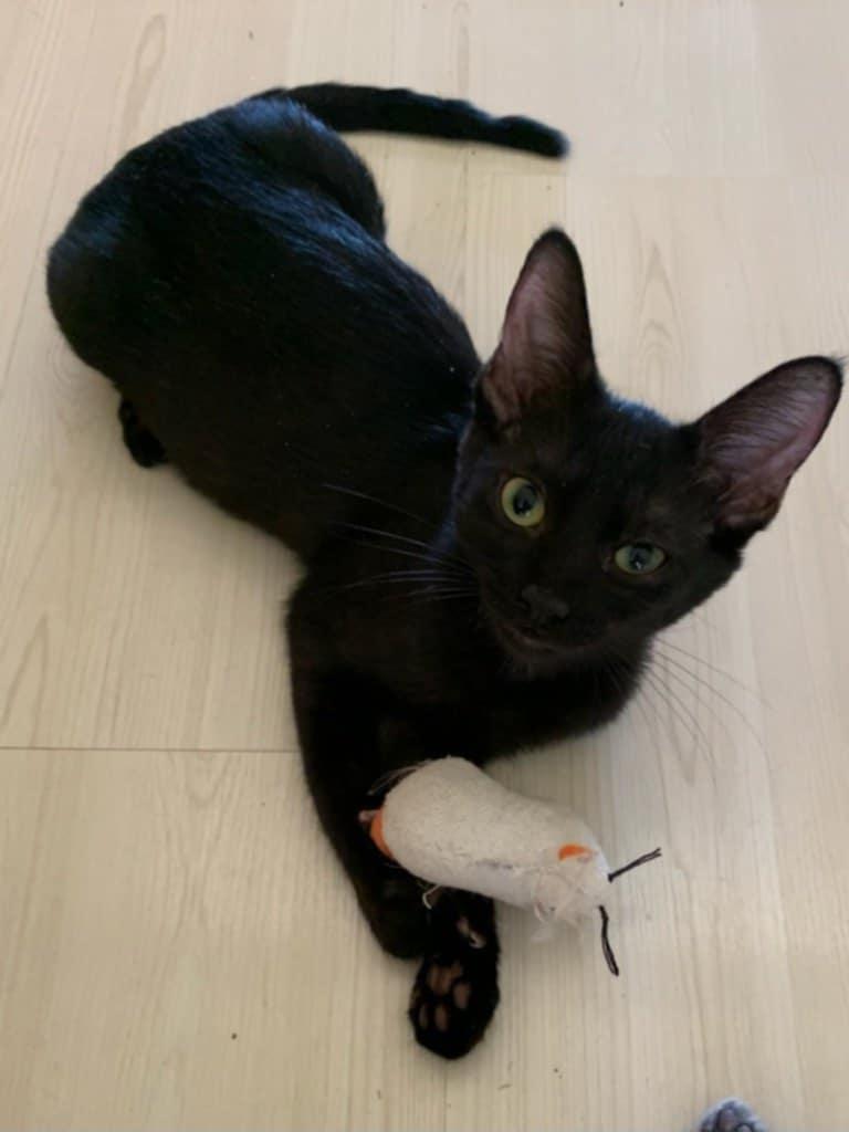 Enlarge Prosperity, a Adoptable Domestic Short Hair in Parlier, CA image 5/6